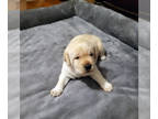 Labrador Retriever PUPPY FOR SALE ADN-815299 - AKC English Lab Puppies