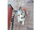 Adopt Kayli a Australian Shepherd