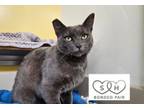 Adopt Sasha a Domestic Short Hair