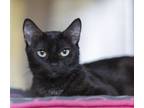 Adopt Hopscotch a Domestic Short Hair