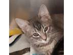 Adopt Poppy a Domestic Short Hair