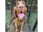 Adopt Tessa a Bloodhound