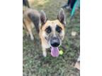 Adopt Isabela a German Shepherd Dog