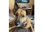 Adopt Seren Sadie a German Shepherd Dog, Chow Chow