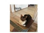 Adopt Jayla a Domestic Short Hair