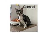 Adopt Oatmeal a Domestic Short Hair