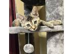 Adopt Tiki a Domestic Short Hair