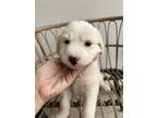 Adopt Cherry (Sweet as Pie Litter) a Great Pyrenees