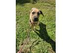 Adopt Sarah the Sweetheart a Black Mouth Cur, Labrador Retriever