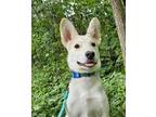 Adopt Pru a Husky, Shepherd