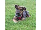 Adopt MN Vikings Litter #2- TJ Hockenson a Shepherd, Mixed Breed