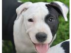 Adopt Shannon a Pit Bull Terrier