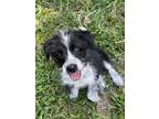 Adopt Popsicle a Australian Cattle Dog / Blue Heeler