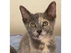 Adopt Mouse a Domestic Short Hair