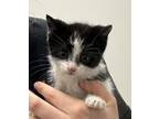 Adopt Elphaba a Domestic Short Hair