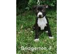 Adopt Bridgerton-Kate a American Staffordshire Terrier