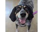 Adopt Jess a Bluetick Coonhound