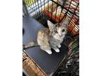 Adopt Oona 2024 a Domestic Short Hair