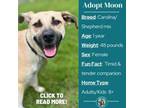 Adopt Moon a Carolina Dog, Anatolian Shepherd