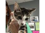 Adopt Calla a Domestic Short Hair