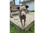 Adopt Nora 3 a Pit Bull Terrier, Italian Greyhound