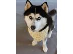 Adopt Daisy a Husky