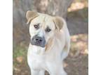 Adopt Shrimp a Labrador Retriever