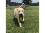 Adopt Poirot a Anatolian Shepherd