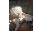 Adopt Dingo a Pit Bull Terrier