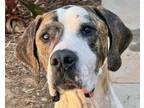 Adopt Copper a Great Dane