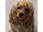 Adopt Ollie N 24093 a Cocker Spaniel