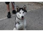 Adopt Arctic a Husky