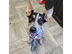 Adopt Sam a Australian Cattle Dog / Blue Heeler