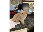 Adopt Donald a Domestic Short Hair