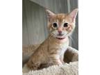 Adopt Papaya - NN - SR4 a Domestic Short Hair