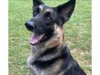 Adopt Ryker a German Shepherd Dog