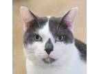 Adopt Fender a Domestic Short Hair