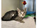 Adopt Bounce a Domestic Short Hair