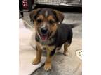 Adopt Shifu a Australian Cattle Dog / Blue Heeler, Mixed Breed