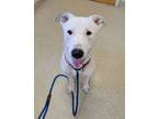 Adopt Herman a Labrador Retriever, White German Shepherd