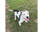 Adopt Kevin a Mixed Breed