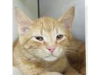 Adopt Kronk a Domestic Short Hair