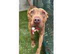 Adopt Murray a Bull Terrier, Mixed Breed