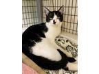 Adopt Emmett a Domestic Short Hair