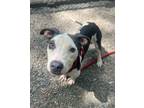 Adopt Blue a Pit Bull Terrier, Mixed Breed