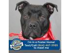 Adopt Shadow a Pit Bull Terrier