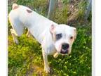 Adopt Kayman a Boxer