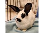 Adopt Mario a Bunny Rabbit