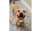 Adopt Hutch a Mixed Breed