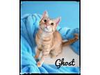 Adopt Ghost a Domestic Short Hair